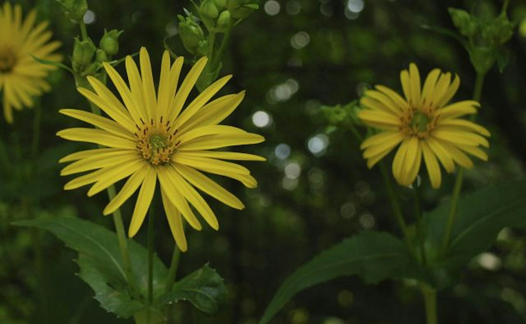 Silphium, from "Prairie-Style Gardens"