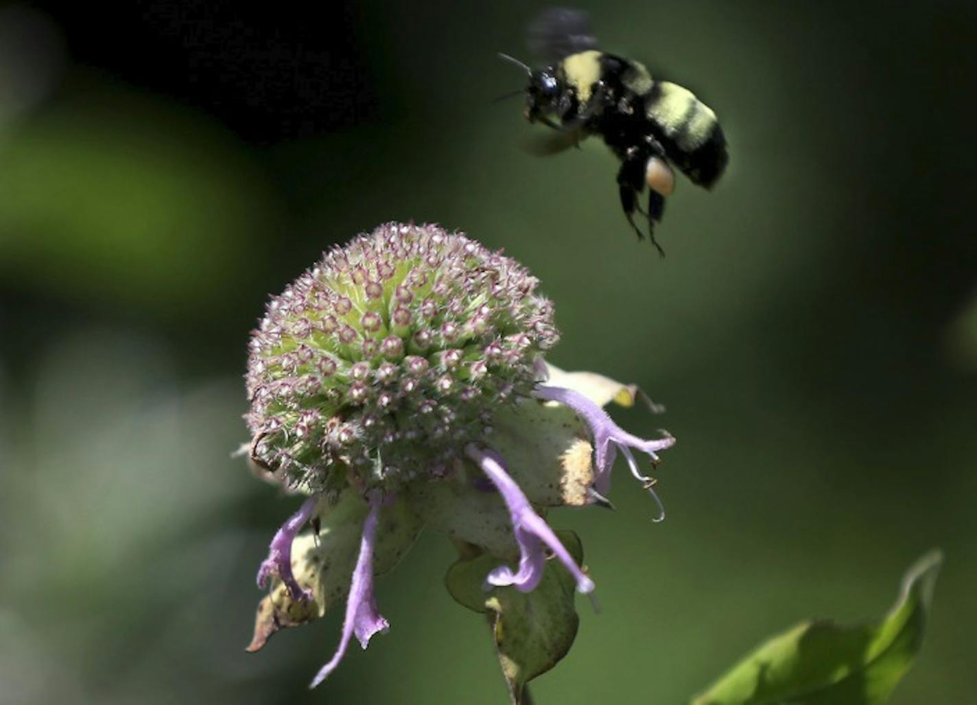 A common bumblebee hovers over a wildflower in Lone Lake Park in Minnetonka.