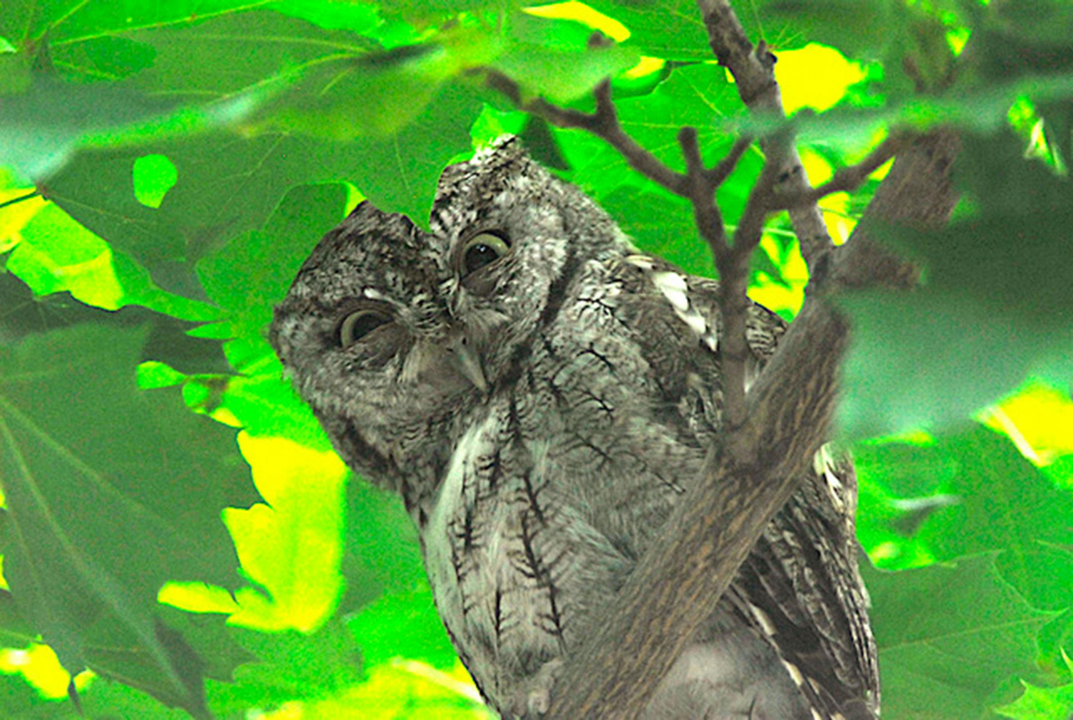 Adult screech owl. Jim Williams photo