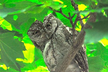 Adult screech owl. Jim Williams photo