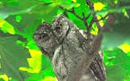 Adult screech owl. Jim Williams photo