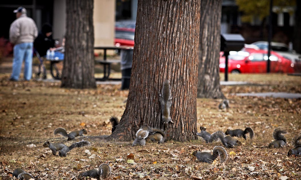 Squirrels roamed for food below an oak tree in Loring Park, getting ready for winter in 2011.
