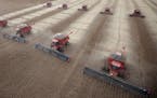 FILE - In this March 27, 2012 file photo, workers use combines to harvest soybeans in Tangara da Serra, State of Mato Grosso, Brazil. For more than a 