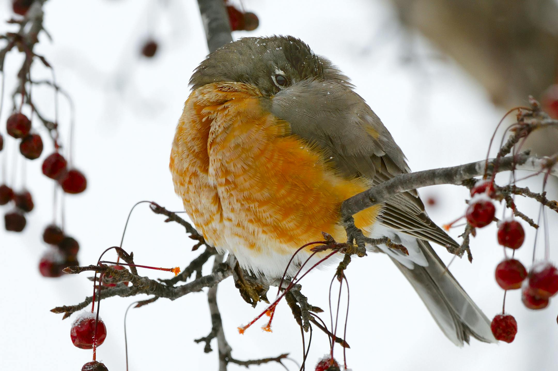 one-time use ... To conserve valuable energy a female robin puffs its feathers against the cold, and has placed its beak under its wing to warm the air as it breathes.