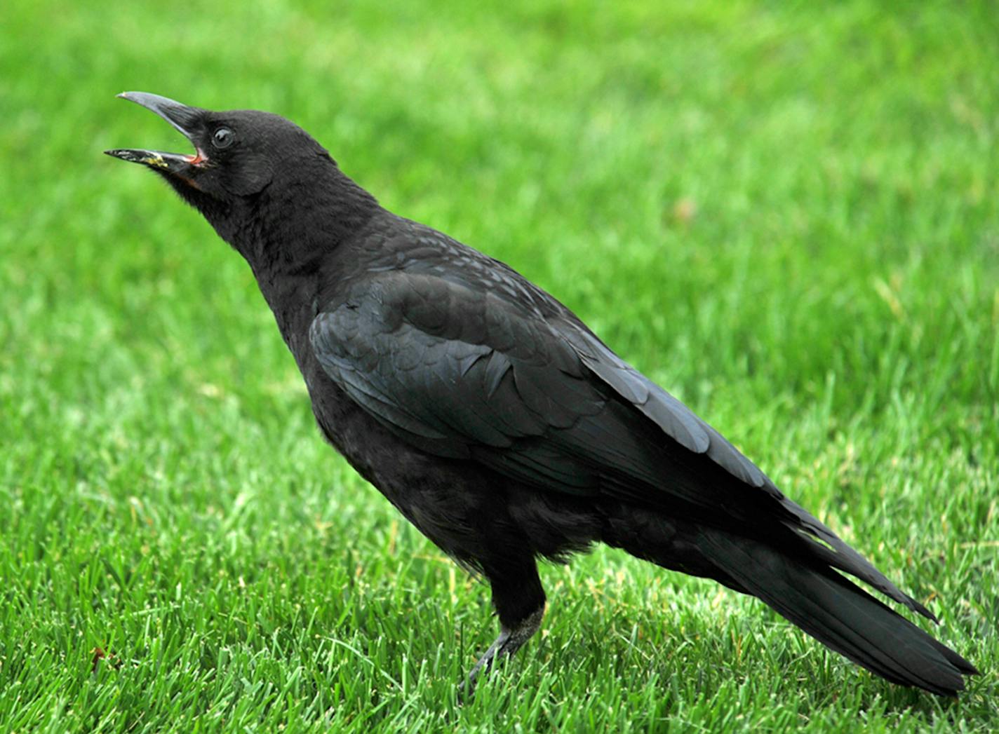 [Caption] Photos by Jim Williams 1. Crows are social animals and this youngster--its eyes are still a dark blue--calls to its flock to stay in close contact (this is not the bird discussed in today&#x201a;&#xc4;&#xf4;s column).