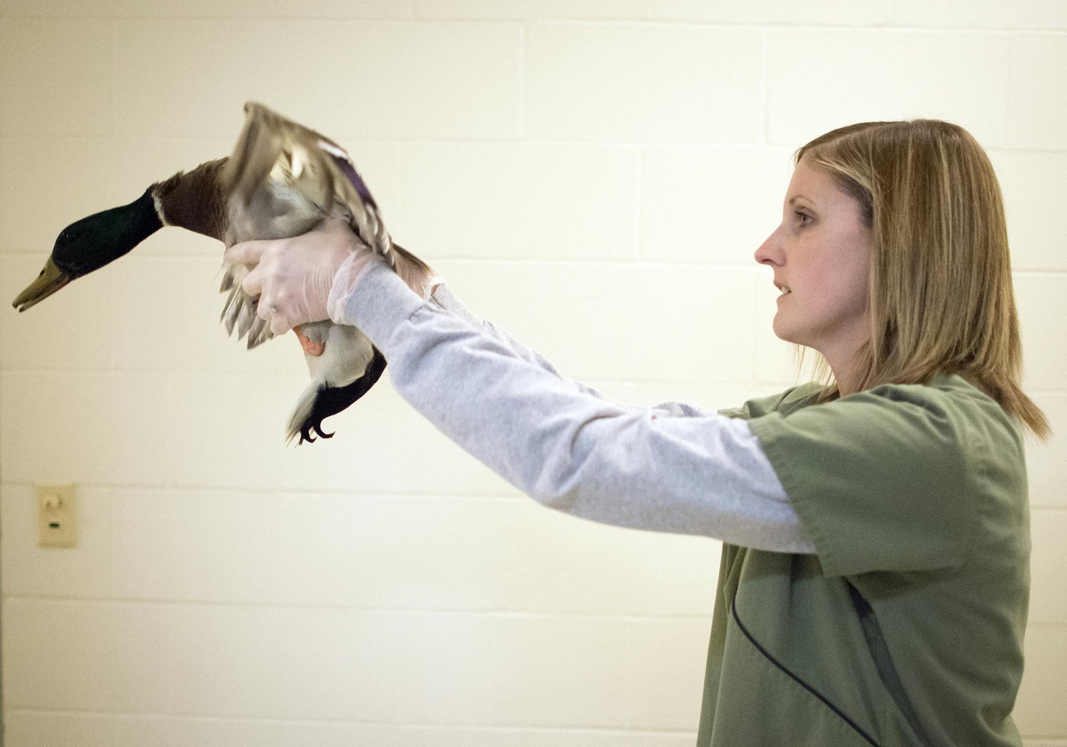 Dr. Leslie Reed allows a mallard to flap its wings as part of a strengthening process in its rehabilitation. ] (Aaron Lavinsky | StarTribune) The Star Tribune profiles the Wildlife Rehab Center and all the animals they treat in the winter. Dr. Leslie Reed is photographed performing "re-checks" on various animals on Wednesday, Dec. 31, 2014.