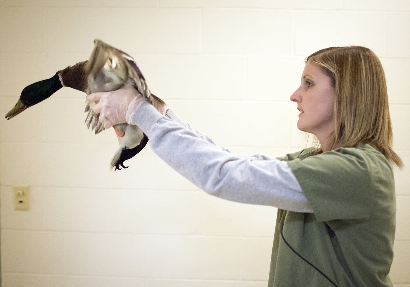 Dr. Leslie Reed allows a mallard to flap its wings as part of a strengthening process in its rehabilitation. ] (Aaron Lavinsky | StarTribune) The Star Tribune profiles the Wildlife Rehab Center and all the animals they treat in the winter. Dr. Leslie Reed is photographed performing "re-checks" on various animals on Wednesday, Dec. 31, 2014.