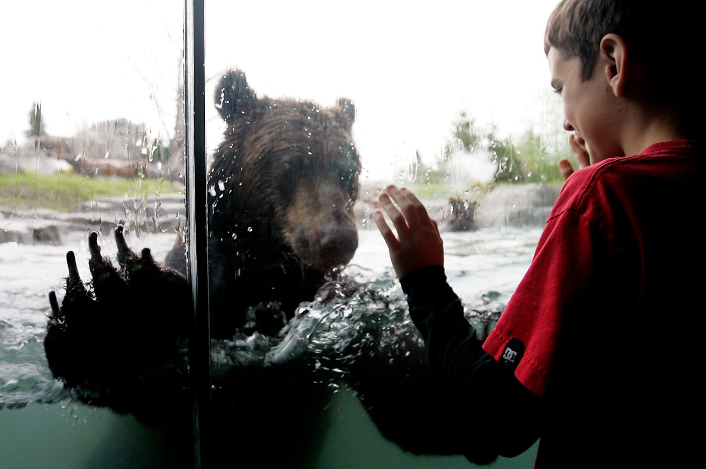 Jack Elmquist, 10, of Edina had a close encounter with a grizzly bear Tuesday at the Minnesota Zoo's new "Russia's Grizzly Coast" exhibit in Apple Valley. Come Saturday the general public can check out the $30 million exhibit, too. Zoo officials hope it will prompt an outpouring of public and private financing.