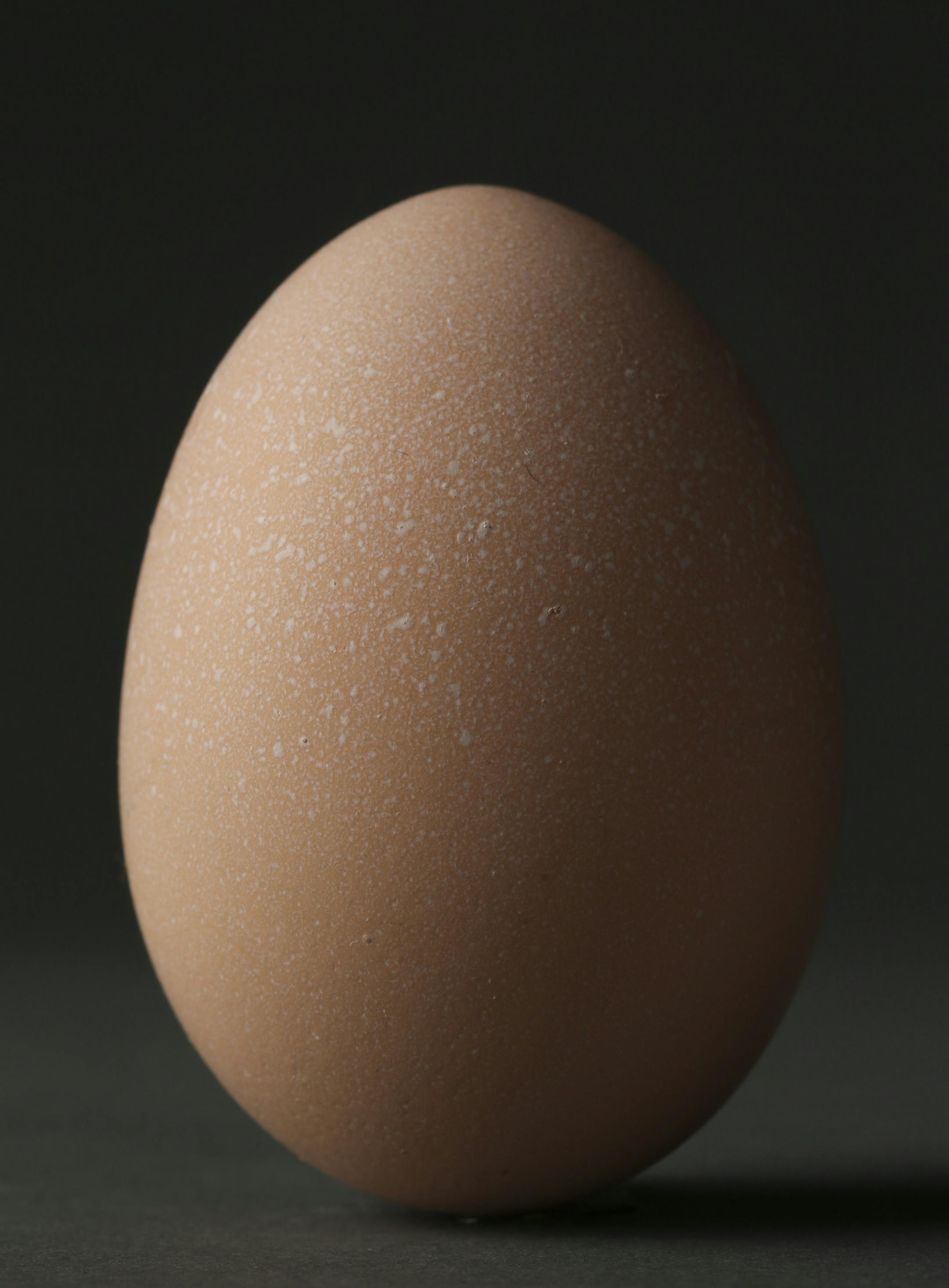 An speckled peach-colored egg from a chicken kept in the backyard coop of Phyllis Kahn on Nicollet Island in Minneapolis.