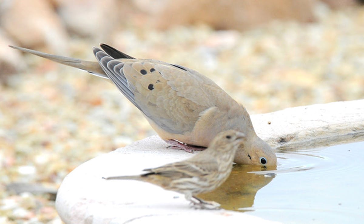 A mourning dove drinks from a birthbath. Jim Williams photo