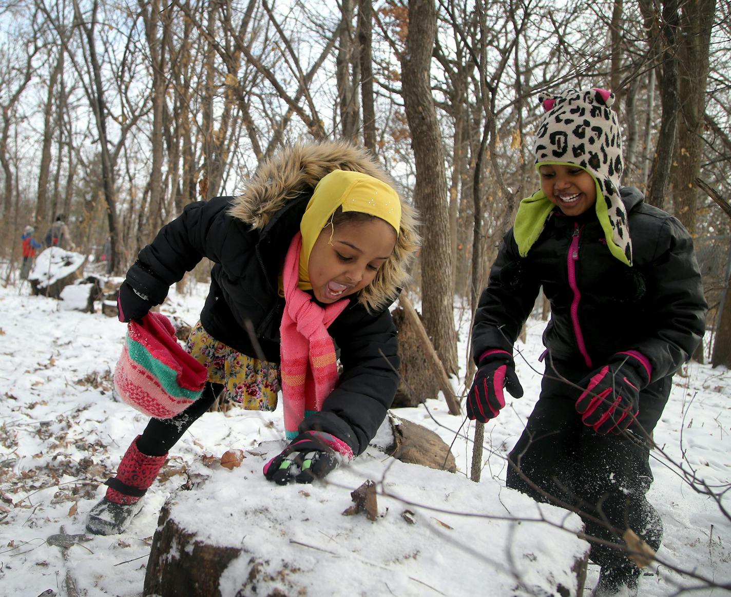 Free Forest School director Anna Sharratt brought her program to Dowling Elementary School in September where she regularly encourages first graders to discover and explore outside as part of their learning. Here, first graders in Bejay Johnson's class at Dowling swept away snow from a tree stump after making an imaginary birthday cake using snow during an outdoor outing Friday, Dec. 8, 2017, Minneapolis, MN.] DAVID JOLES &#xef; david.joles@startribune.com Free Forest School of Minnesota is buck