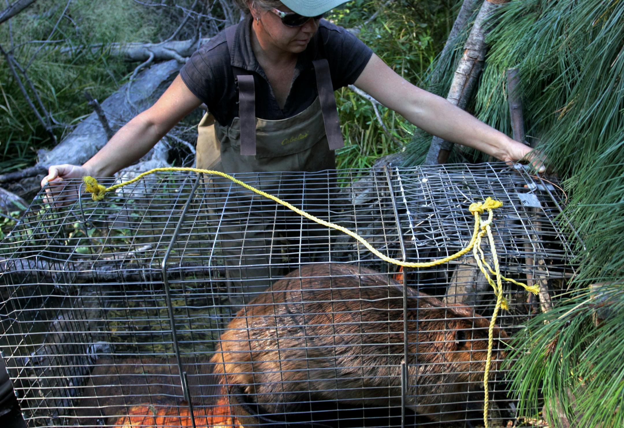In this Sept. 12, 2014, photo, state biologist Kelly Perry attempts to coax a beaver into entering a man-made lodge during a relocation of a beaver family near Ellensburg, Wash. Under a program in central Washington, nuisance beavers are being trapped and relocated to the headwaters of the Yakima River where biologists hope their dams help restore water systems used by salmon, other animals and people. (AP Photo/Manuel Valdes)