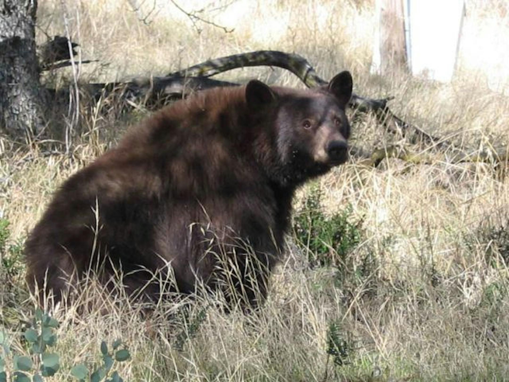 black bear in Foothills... sequoia-kings canyon national park.