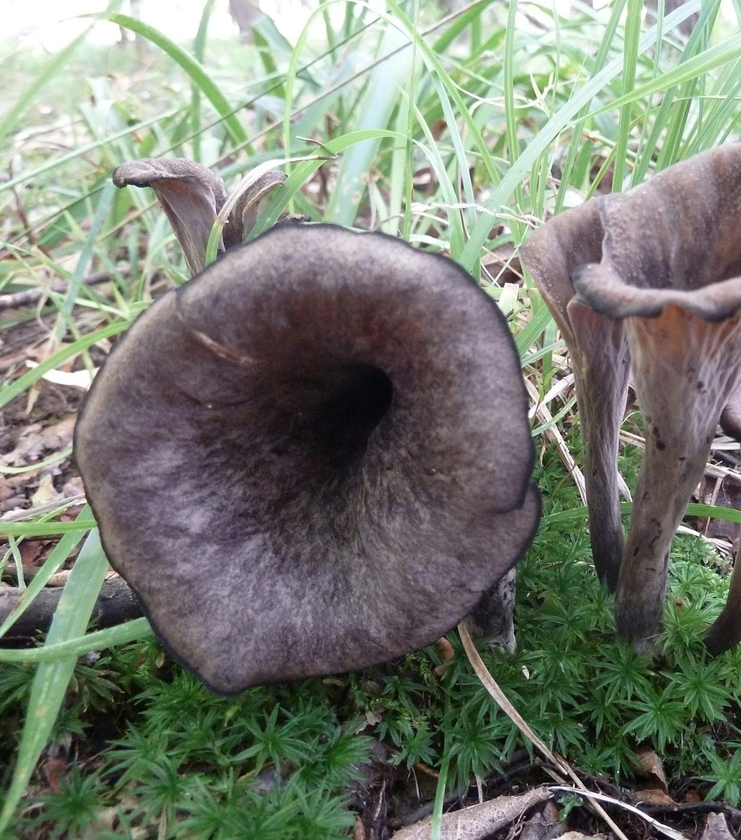 Black trumpet mushrooms