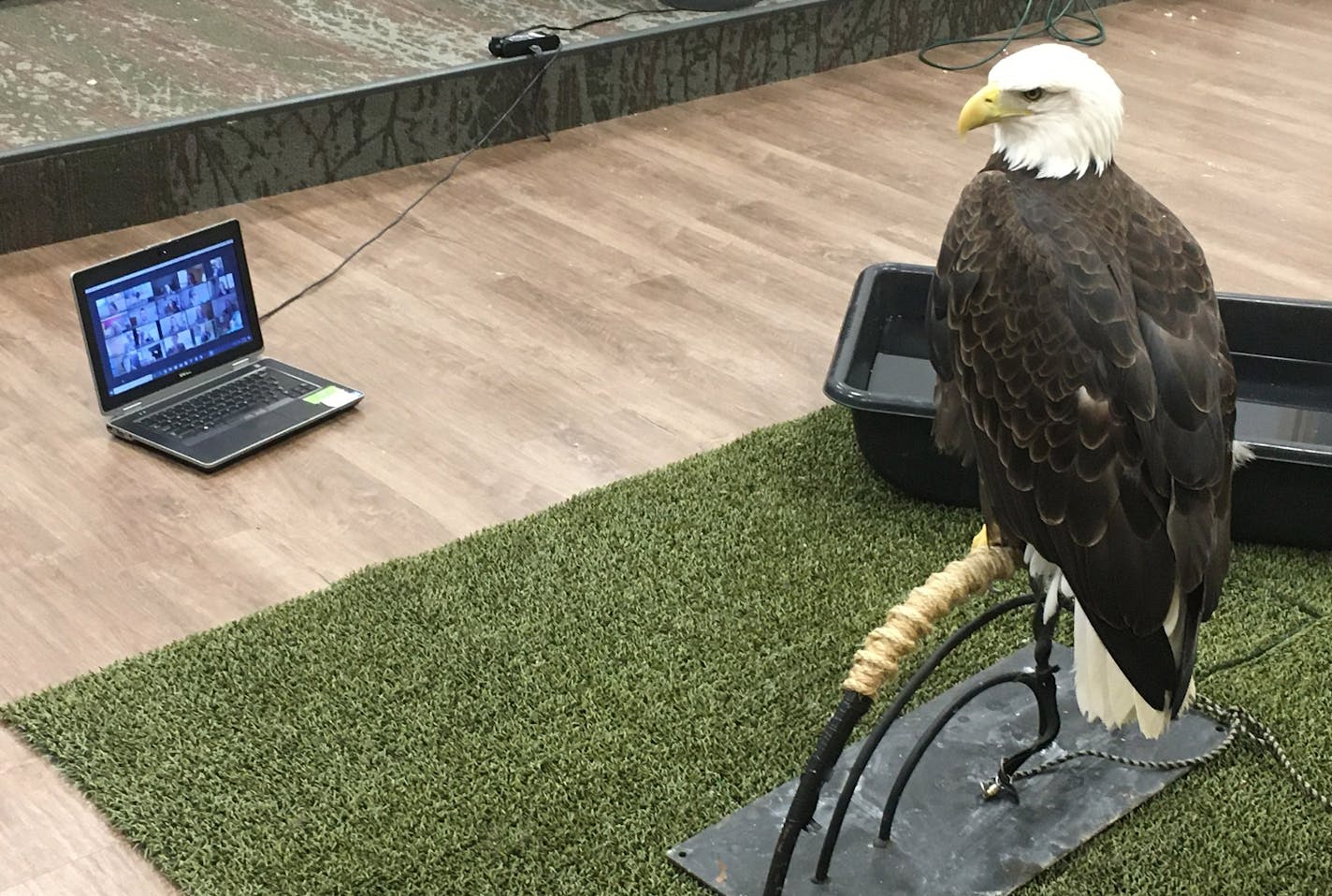 Teaching birds at The Raptor Center attend Zoom meetings -- part of the "Raptor Zoomies" program.