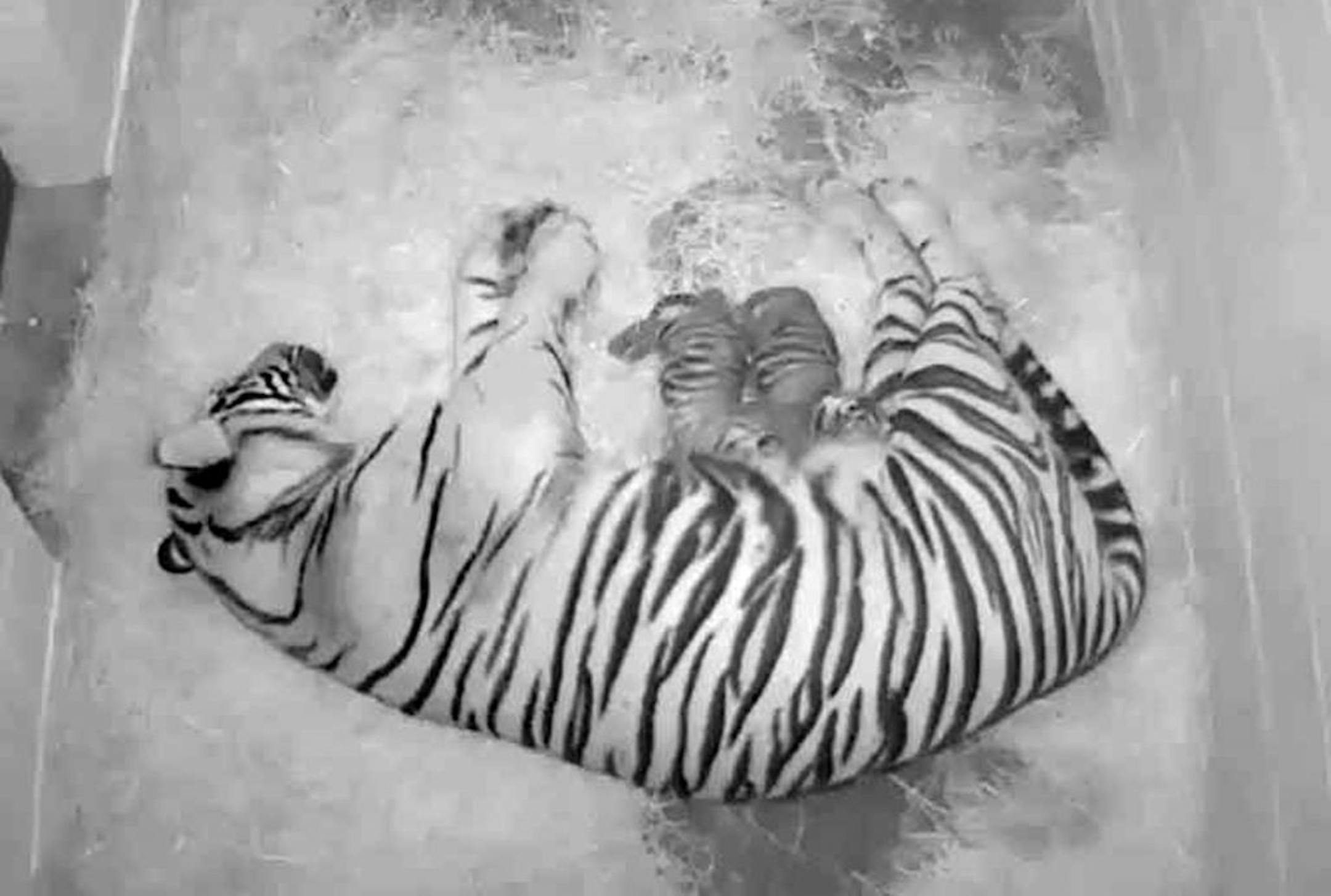 This black-and-white handout photo provided by the Smithsonian's National Zoo, taken Aug. 7, 2013, shows a pair of Sumatran tiger cubs born Aug. 5, with their 4-year-old mother Damai, at the zoo in Washington. The zoo announced Thursday that the cubs born to 4-year-old Damai on Monday appear to be healthy, and the new mother has been seen grooming and nursing them.