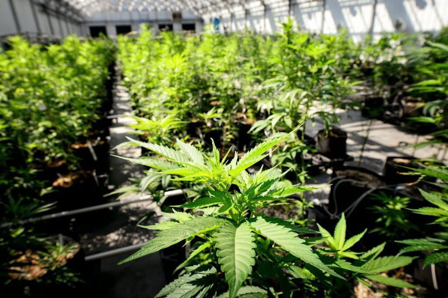 Young cannabis plants grow in the Otsego facility run by Minnesota Medical Solutions, one of two companies the state allows to grow and refine medical marijuana. Star Tribune photo by Glen Stubbe.