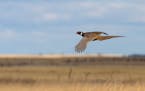 Flying Rooster Pheasant over the prairie