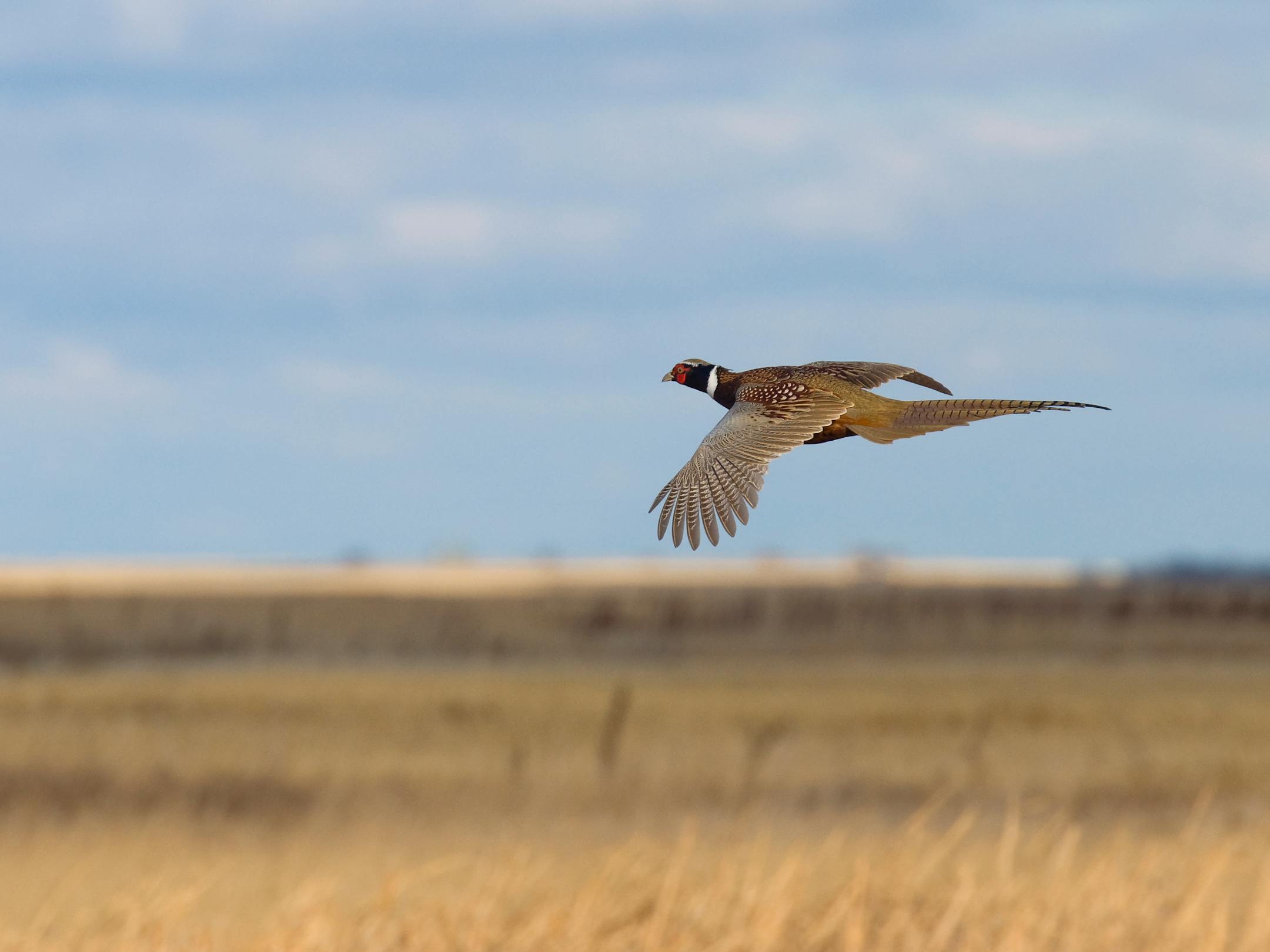 Flying Rooster Pheasant over the prairie