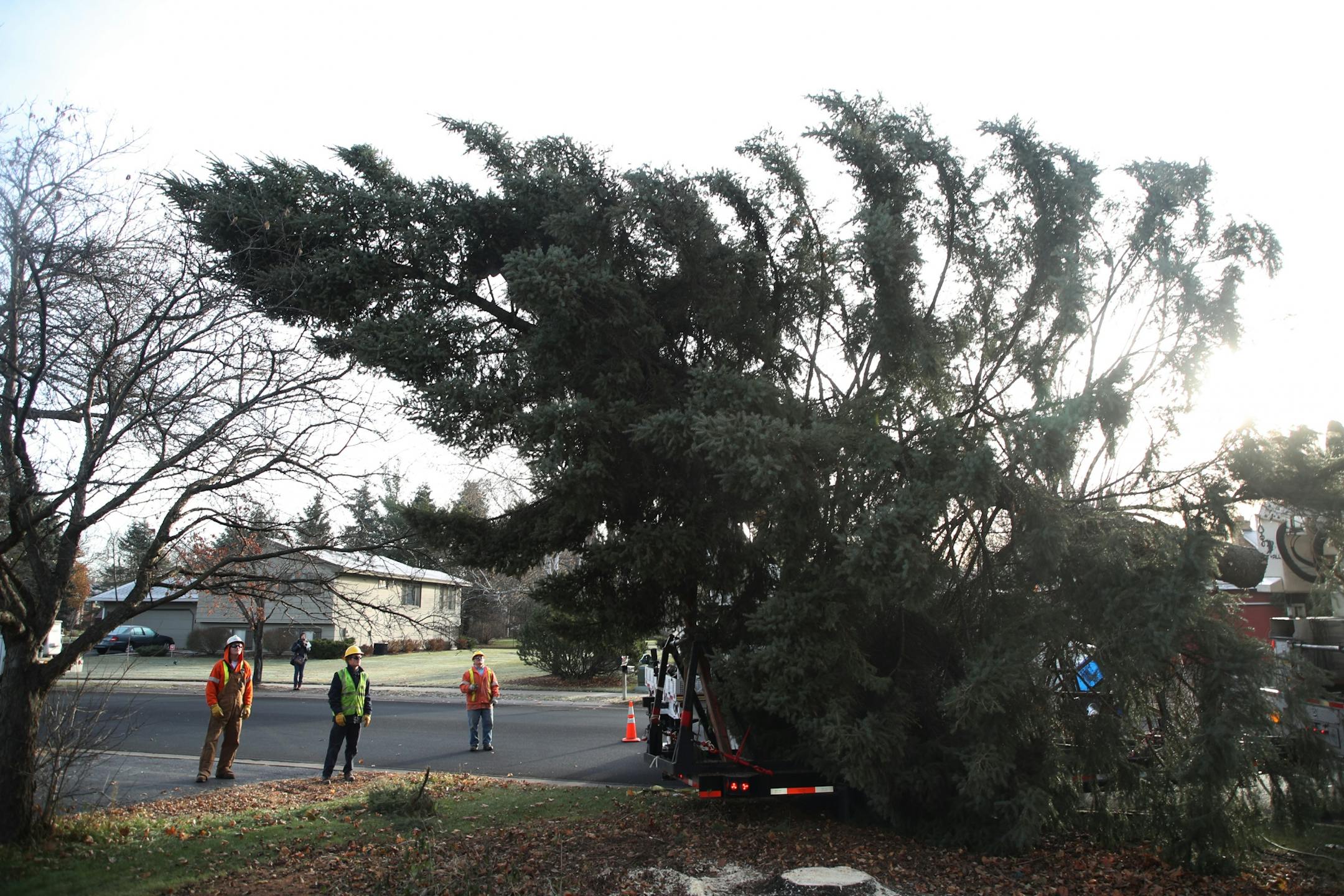 Anoka city crews removed a 44-foot Black Hills spruce tree from Bob Brass yard Monday November 20, 2017 in Anoka, MN. The tree will serve as this years Christmas tree and will be placed in front of City Hall.
