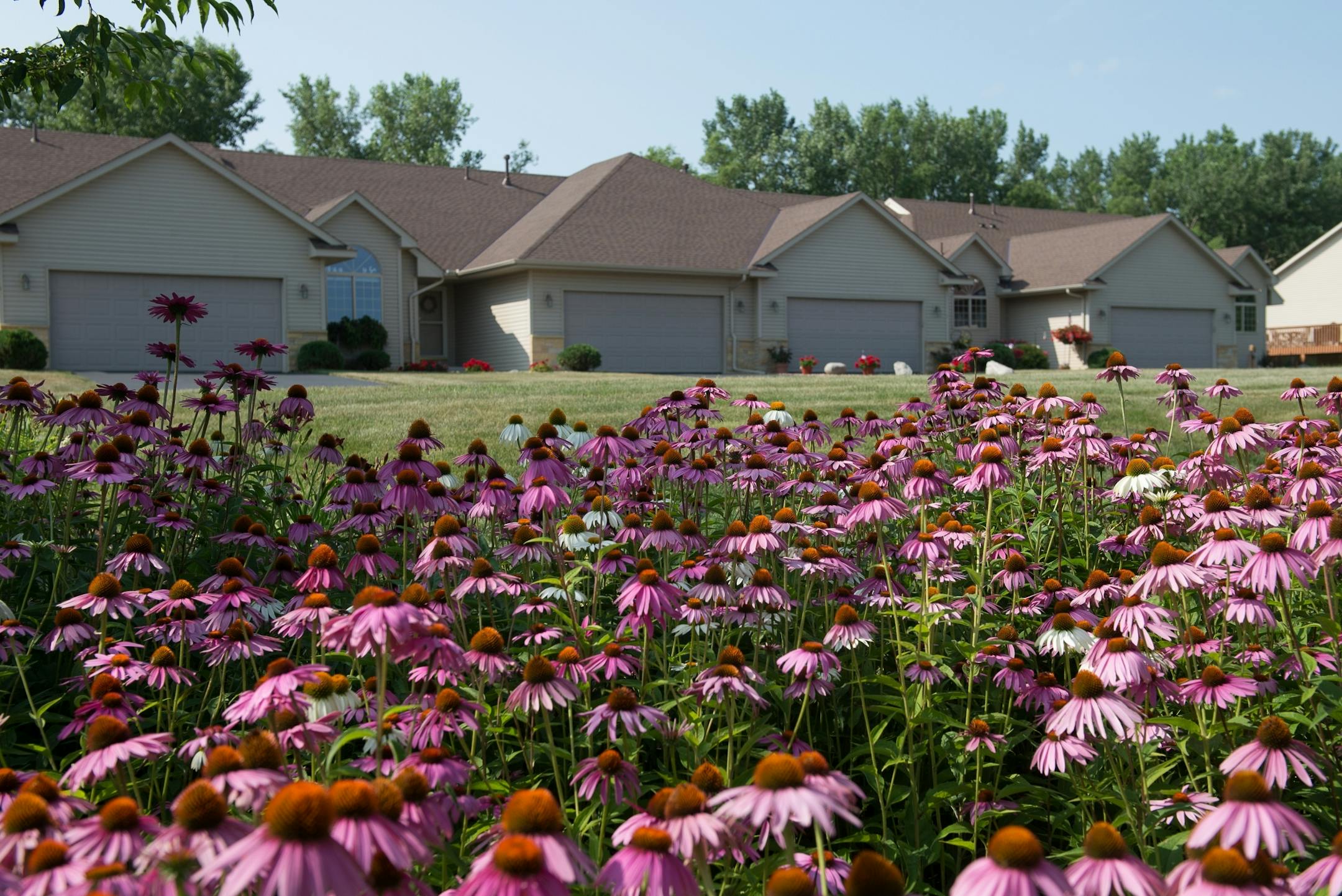 Dan and Nancy Engebretson's garden is in bloom in Elysian, Minnesota on July 31, 2014. Their neighbors' homes are seen with the garden they tend in the neighborhood's common space in the foreground. [ Angela Jimenez/Special to the Star-Tribune angelajime@gmail.com Assignment #20035606A_ SLUG: ENGEBRETSON100114_ EXTRA INFORMATION: Since 2006, the Engebretsons have designed and tended to their own garden, and have transformed the common space near their home into a landscaped, shared garden space