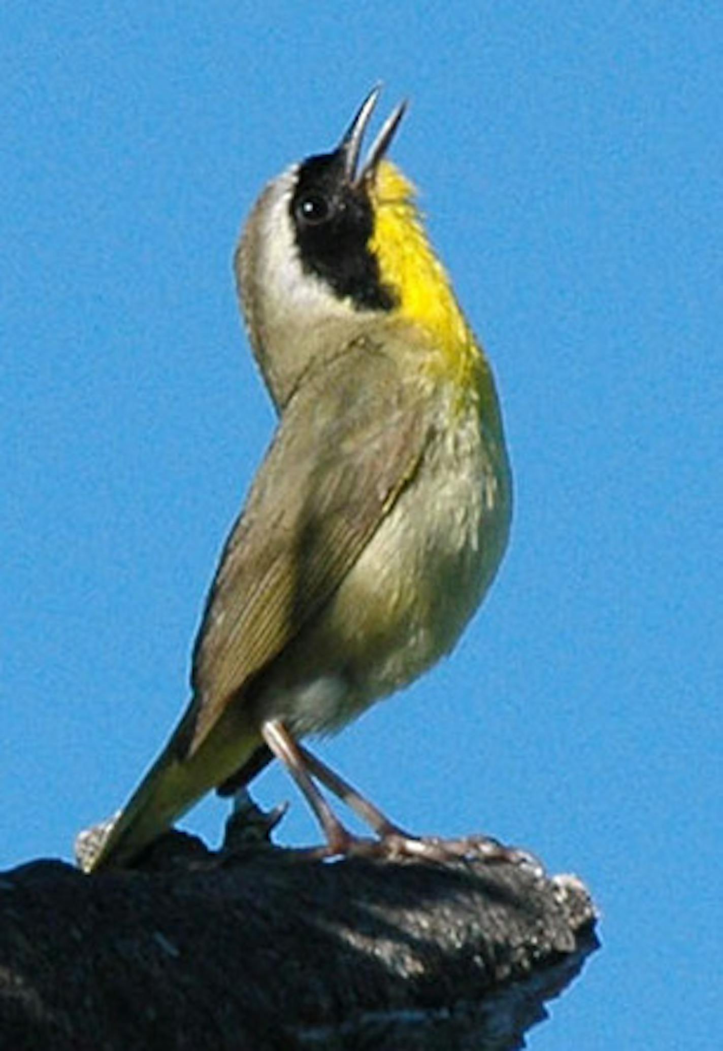 Common yellowthroat sings
Photo by Jim Williams