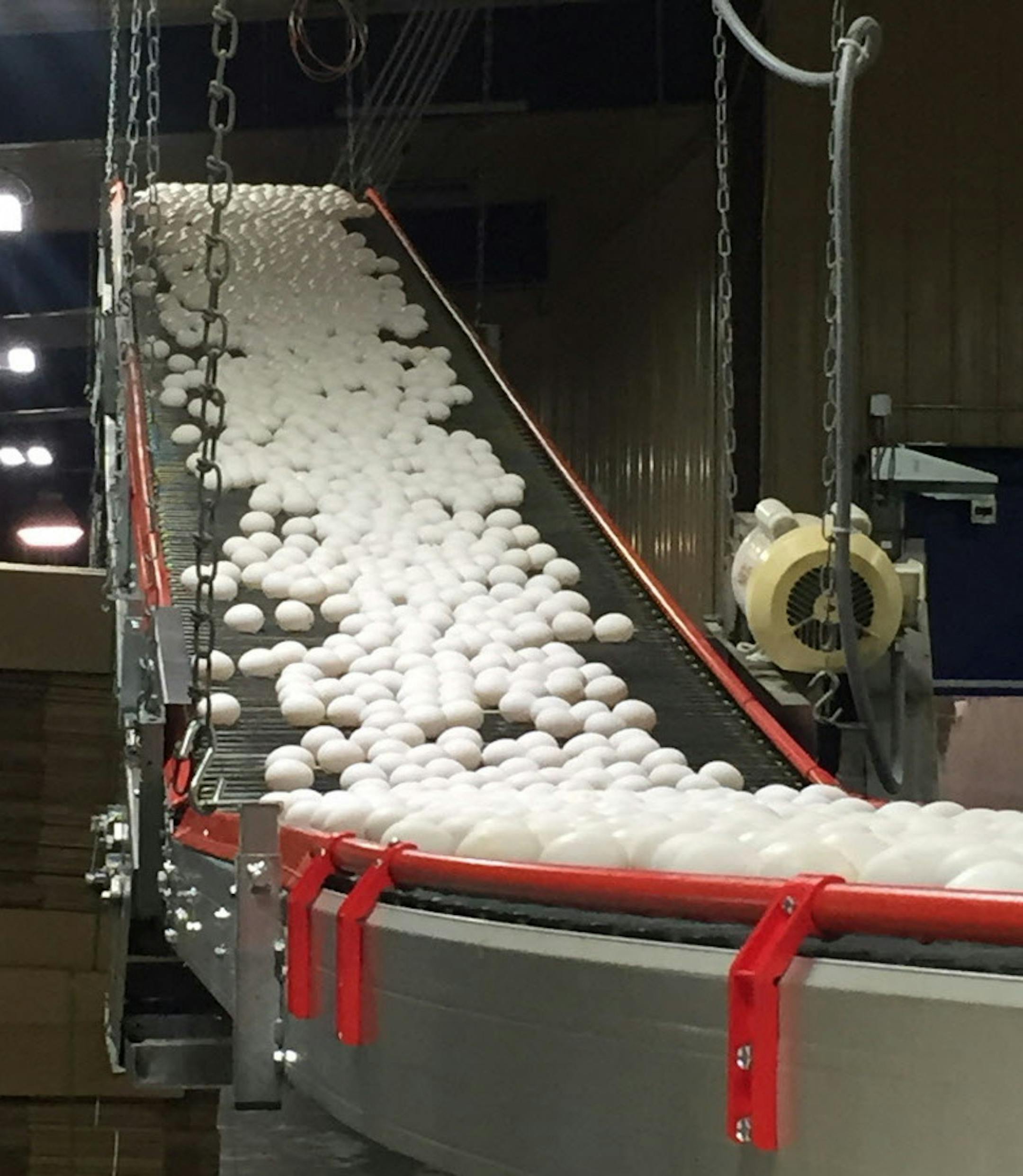 This undated photo provided by Katie Coyle shows eggs on a conveyor belt coming in from an Iowa chicken house. The bird flu outbreak has caused the U.S. Department of Agriculture to approve importing egg products from the Netherlands to be used for baking and in processed foods. A third of the supply disappeared in recent weeks because of the H5N2 virus which spread through Midwest egg farms including many in Iowa, the nation&#xed;s leading egg producer. (Katie Coyle/Iowa Egg Council via AP)