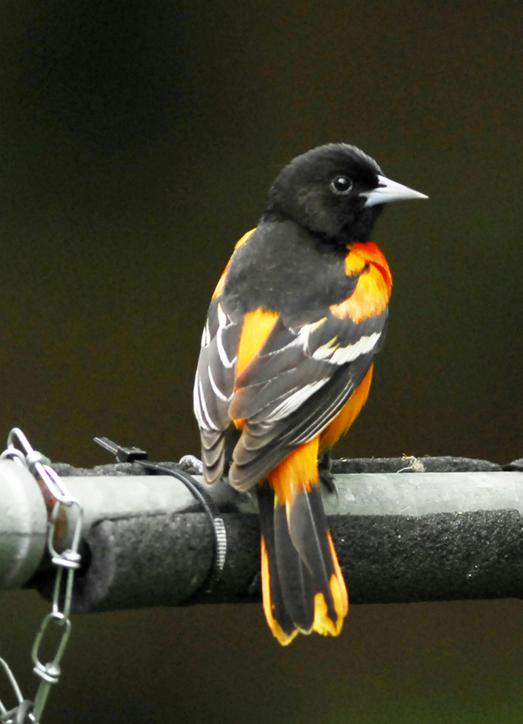 Photos by Jim Williams #1. Even from the back, male Baltimore orioles are one of the most beautiful birds on the block. Note the long, sharp beak, perfect for spearing fruit and flowers (for nectar).