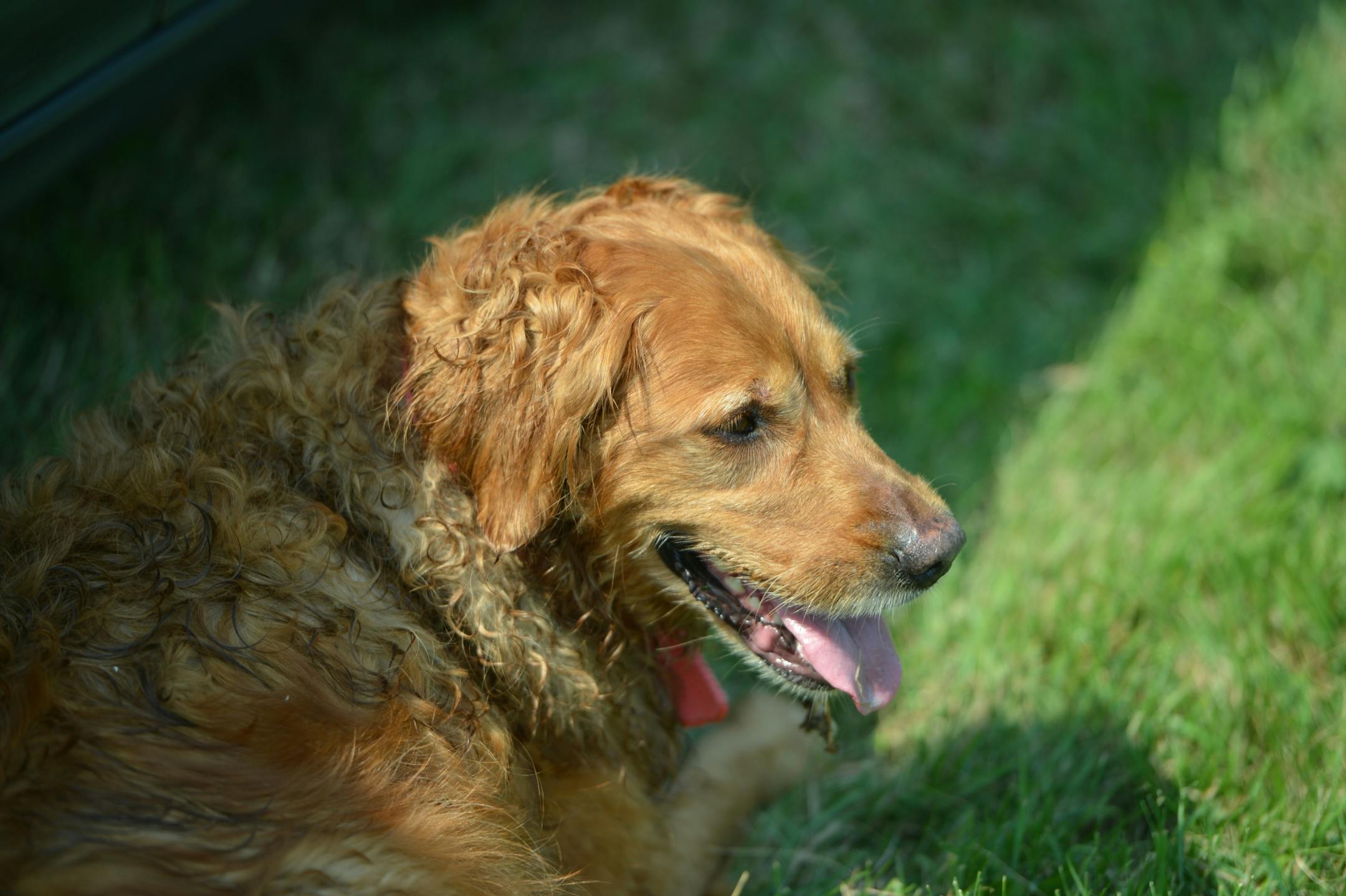 Autumn, an 8-year-old golden retriever, found 5-year-old Scott Meyer early Wednesday morning near Prescott, Wis.