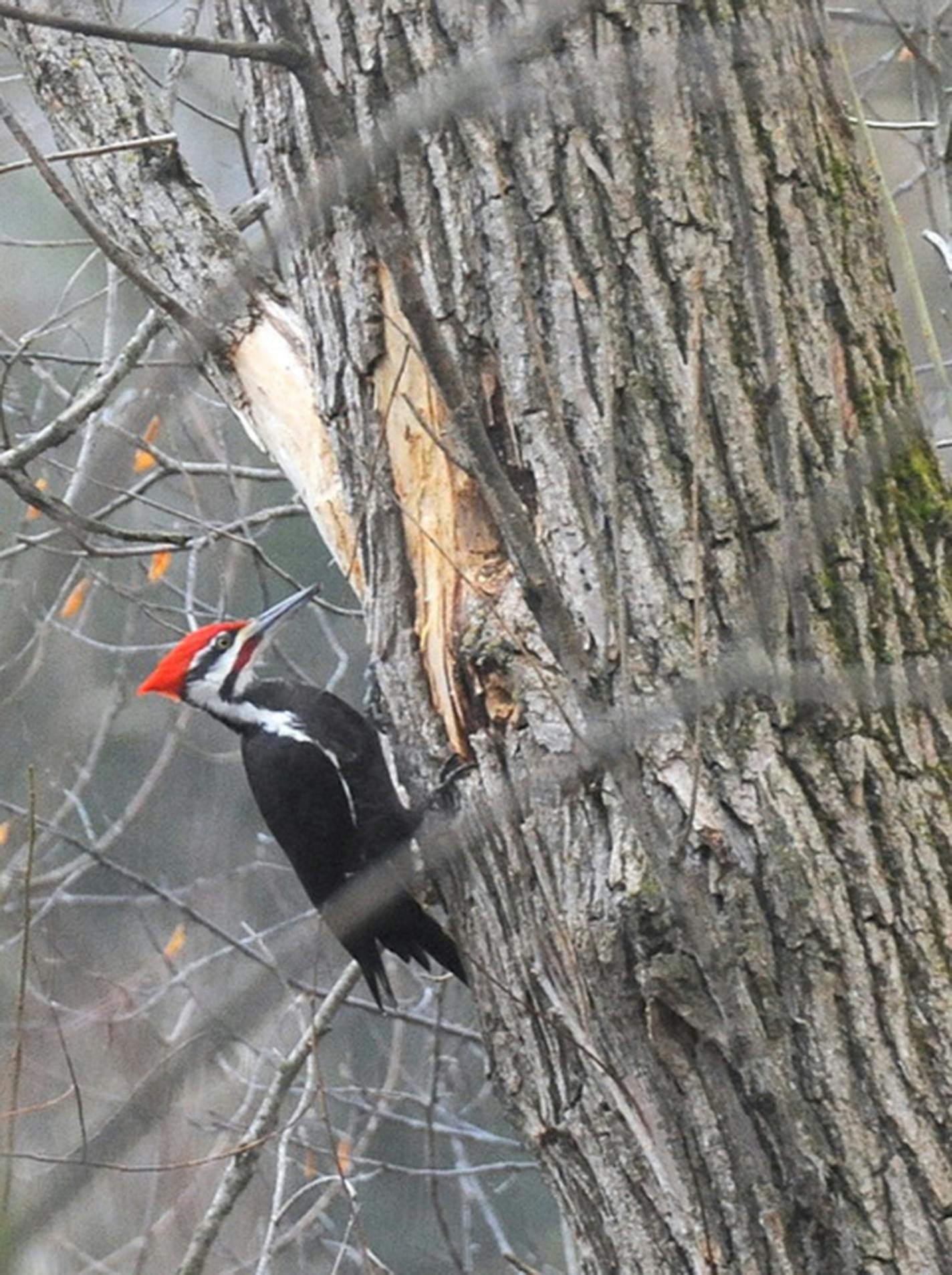 Pileated woodpecker perched on a tree by a large hole it has made in the tree.