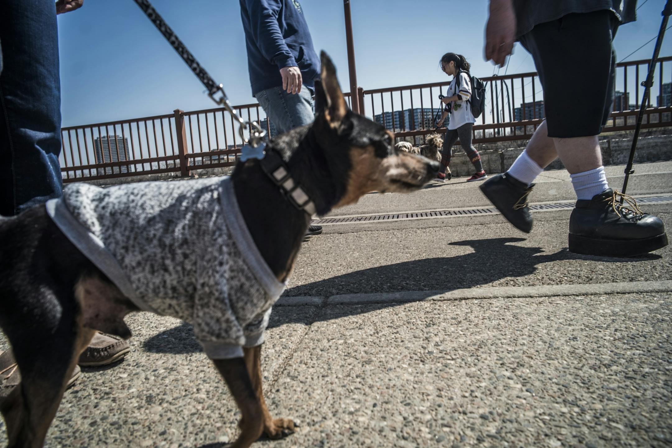 Dogs, humans all took the the Stone Arch Bridge on perfect days for a walk including Max, a 13-year old semi-retired therapy dog.