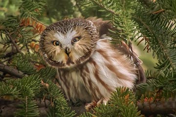 Credit: Jim Brandenburg.A simple still from the video without graphics. This is a Northern Saw-whet owl from Brandenburg's Ravenwood property near Ely