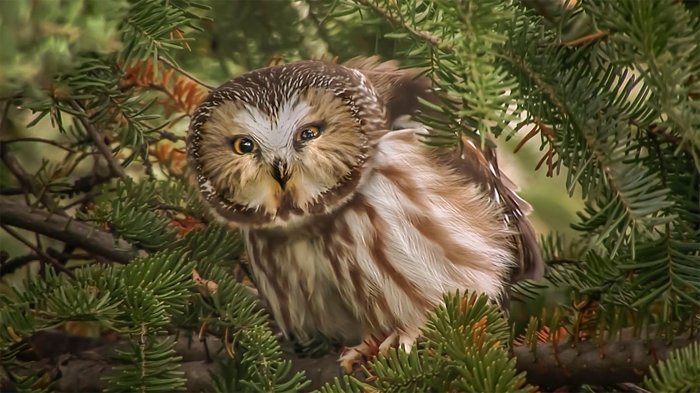 Credit: Jim Brandenburg.A simple still from the video without graphics. This is a Northern Saw-whet owl from Brandenburg's Ravenwood property near Ely. It's a favorite sequence of mine of an encounter of this owl with a wolf - it's in the archive on the next day September 21.