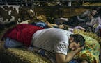 J.J. Kern tries to catch some sleep after a long day in the stall with the family's Guernsey cows. Kern plays semipro football and helps out his dad J