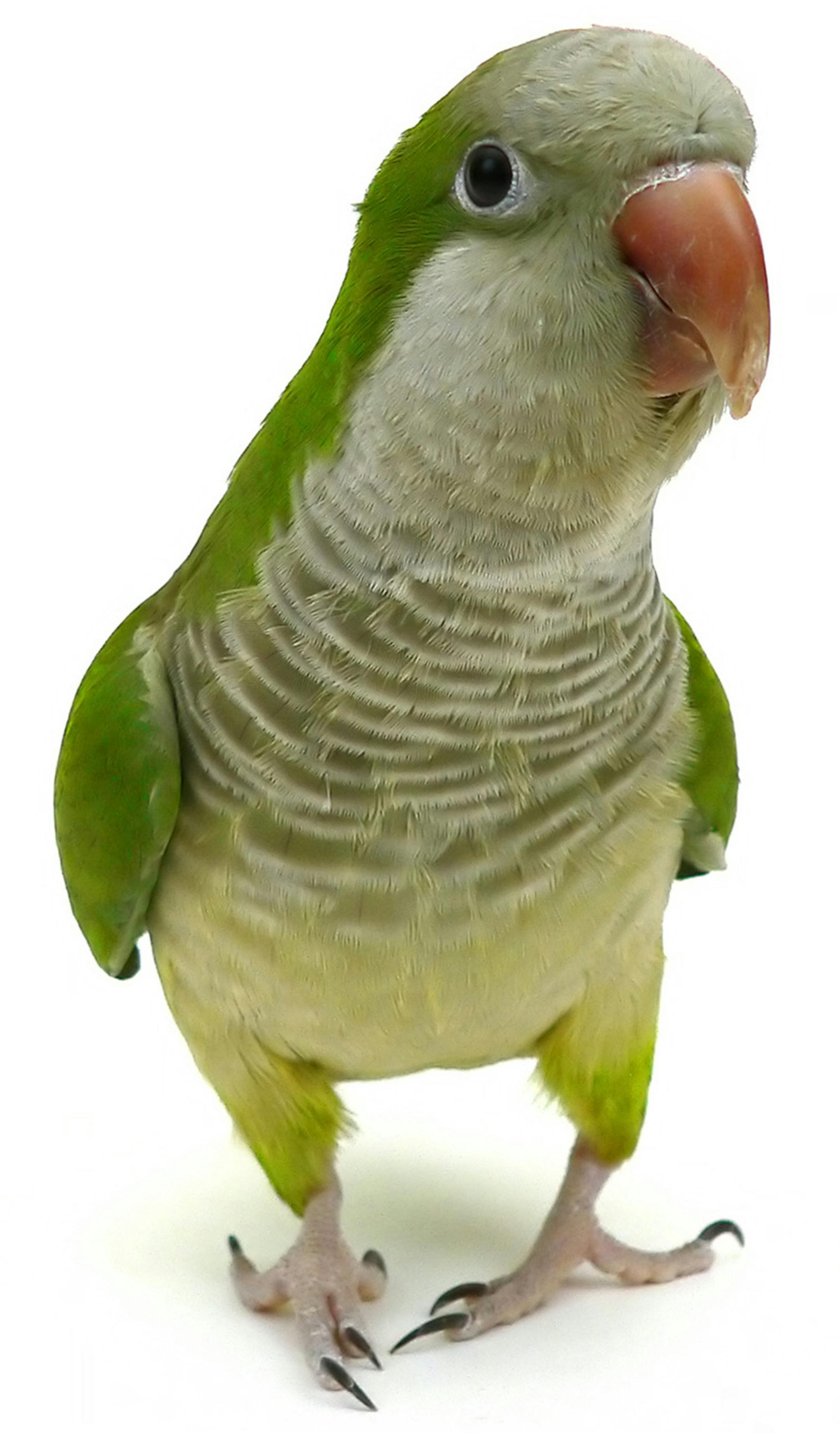 Quaker parrots can be different colors, depending on the mixing of its genes. (Lori Martin/Fotolia) ORG XMIT: 1188018