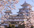 Himeji, Japan - March 26, 2019 : On the day of cherry blossoms in full bloom at Himeji-Jo Castle, In the last week of marchevery year is the time of c