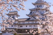 Himeji, Japan - March 26, 2019 : On the day of cherry blossoms in full bloom at Himeji-Jo Castle, In the last week of marchevery year is the time of c