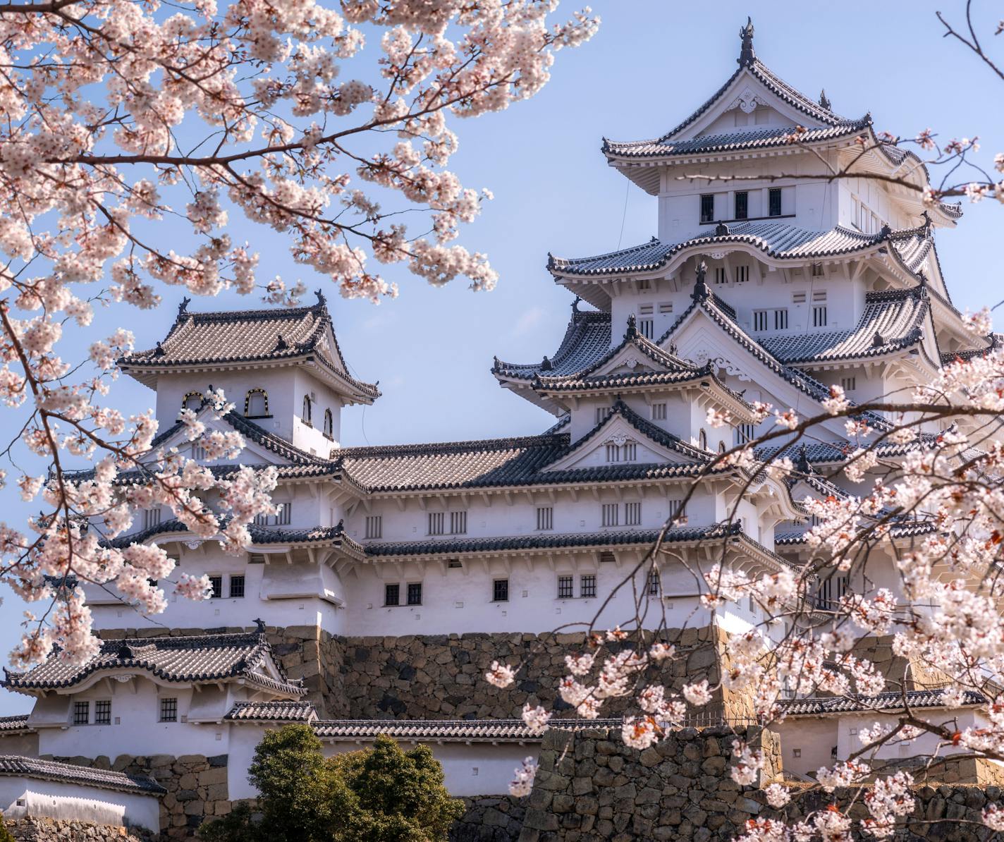 Himeji, Japan - March 26, 2019 : On the day of cherry blossoms in full bloom at Himeji-Jo Castle, In the last week of marchevery year is the time of cherry blossom viewing season