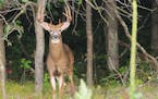 This big ten point whitetail buck was photographed on Sept. 15. Note his doe-like appearance. A month later the buck's body will appear totally differ