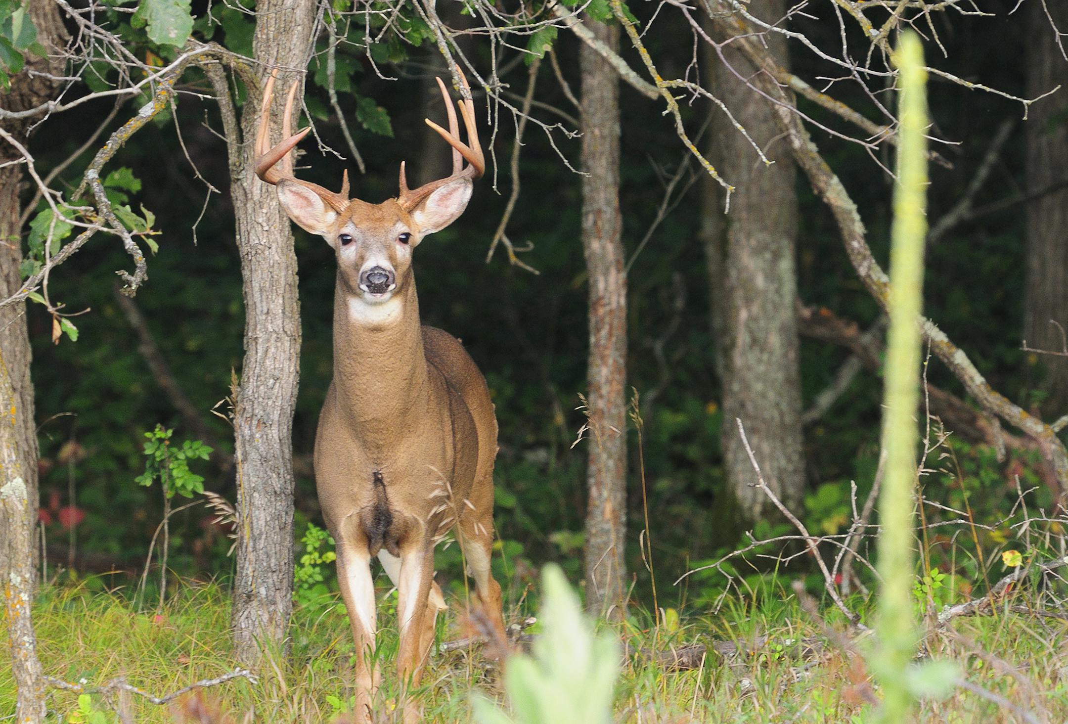 This big ten point whitetail buck was photographed on Sept. 15. Note his doe-like appearance. A month later the buck's body will appear totally different as the peak of the breeding season, or rut, kicks in.