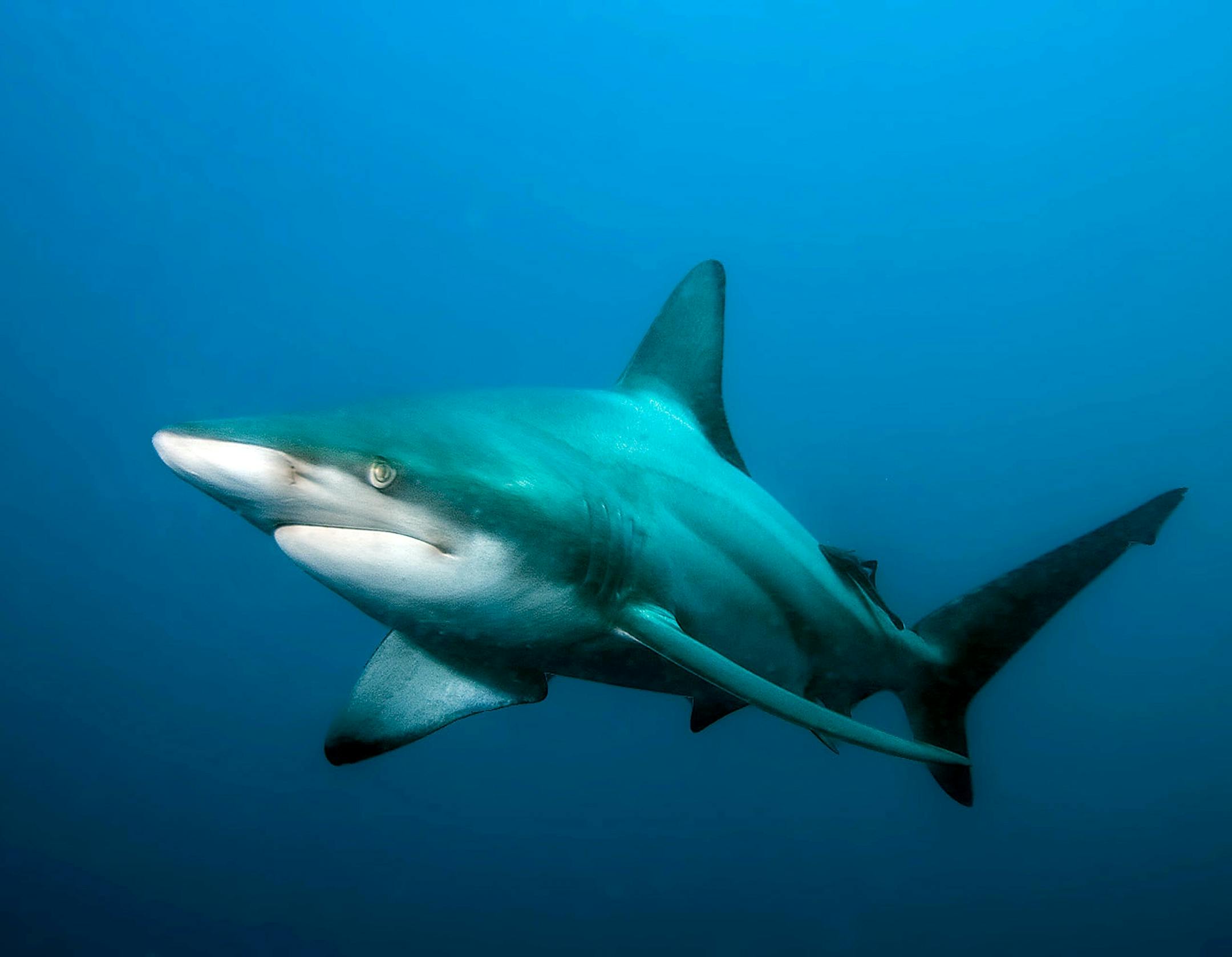 HOLD FOR RELEASE 12:01 EDT FRIDAY OCT 10 **FILE**A a blacktip shark, Carcharhinus limbatus, is shown in this March 2008 file photo in the Indian Ocean off Aliwal Shoal, South Africa. Scientists have confirmed the second case of a "virgin birth" in a shark. In a study reported Friday, Oct. 10, 2008 in the Journal of Fish Biology, scientists said DNA testing proved that a pup carried by a female Atlantic blacktip shark in the Virginia Aquarium & Marine Science Center contained no genetic material