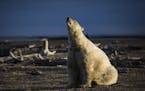 FILE-- A polar bear in Kaktovik, Alaska, Sept. 11, 2016. Polar bears roam the town during the fall as climate refugees, on land because the sea ice th