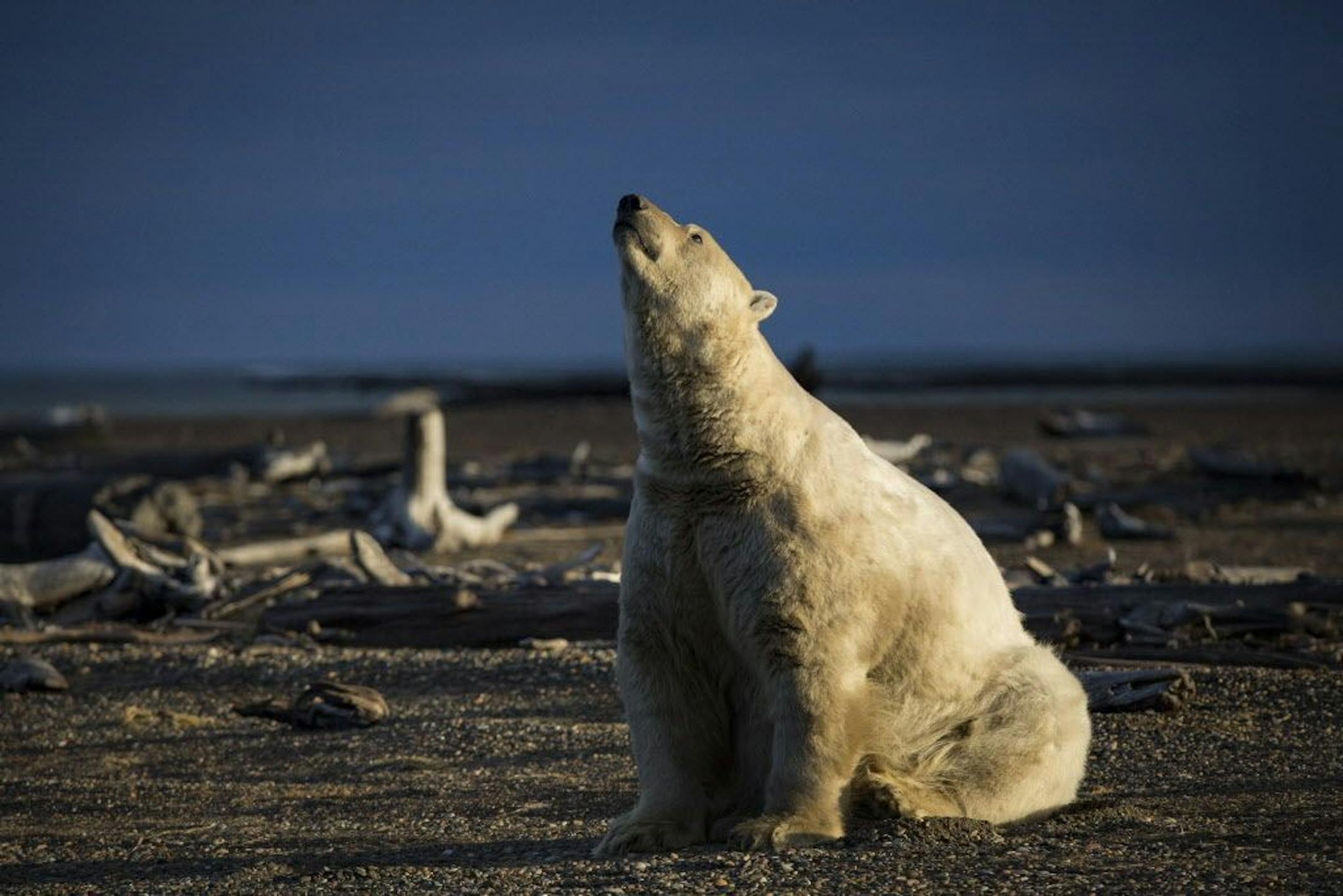 FILE-- A polar bear in Kaktovik, Alaska, Sept. 11, 2016. Polar bears roam the town during the fall as climate refugees, on land because the sea ice they rely on for hunting seals is receding. Federal wildlife officials on Jan. 9, 2017, called climate change the biggest threat to the survival of the polar bear and warned that without decisive action to combat global warming, the bears would almost certainly disappear from much of the Arctic.