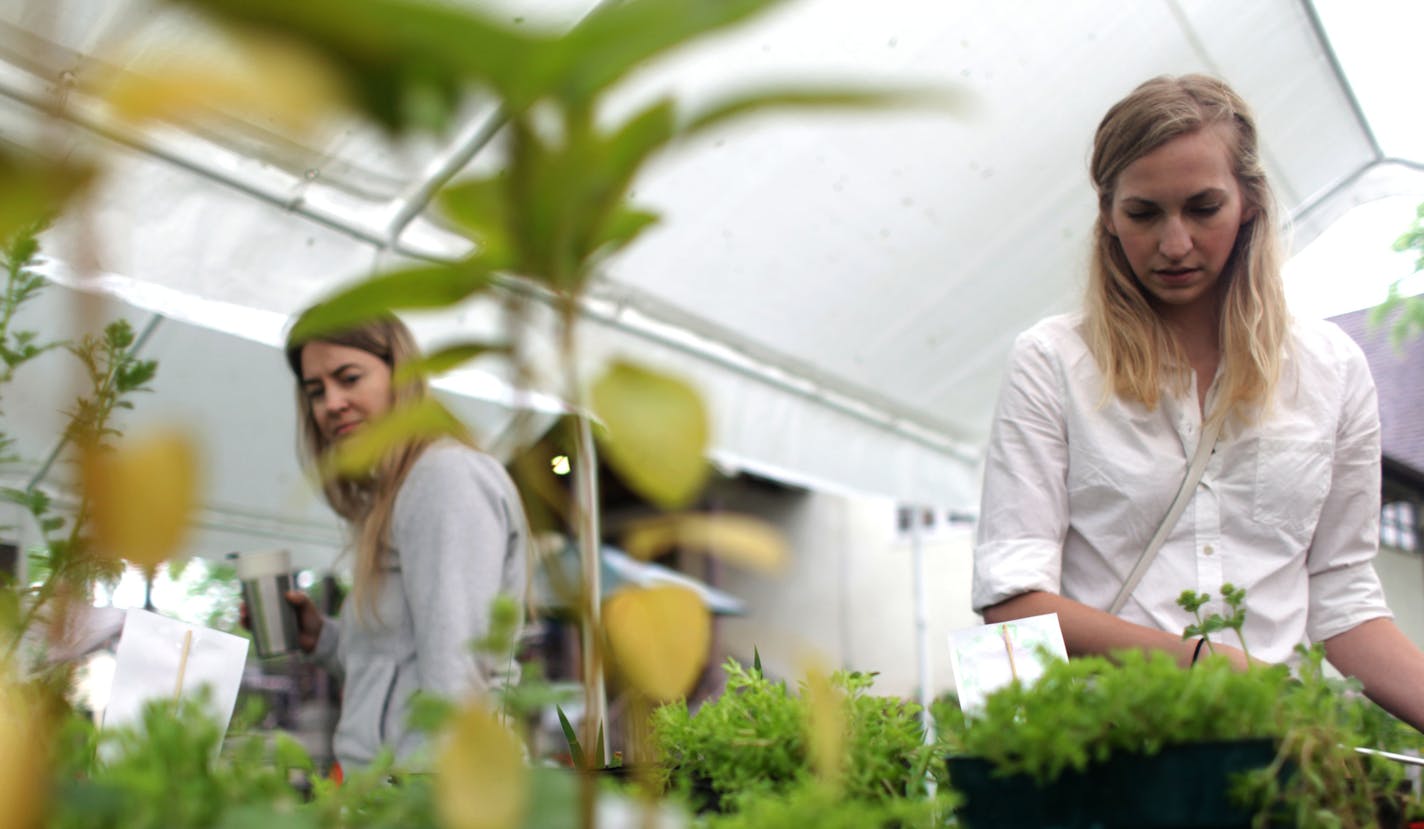 Christine Becerra (left) and Lyndsey Buechel (right) browse the selection of plants at the Diggers Garden Club annual plant sale outside the Robbinsdale library on Saturday morning. ] MONICA HERNDON monica.herndon@startribune.com Robbinsdale, MN 06/07/2014