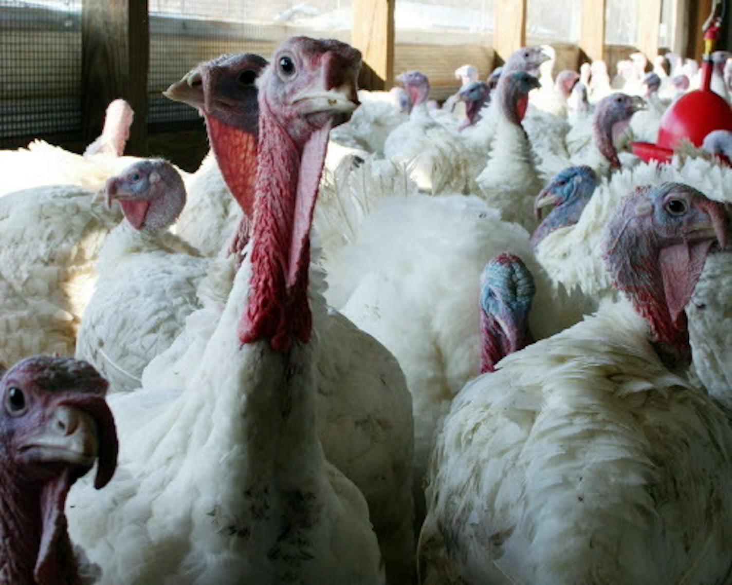 An outbreak of a virulent drug-resistant Salmonella in the U.S turkey supply began a year ago and has sickened about 160 people. But it has moved slowly and been diffuse, reaching across 35 states, making it difficult for food-safety officials to track its origin and path.