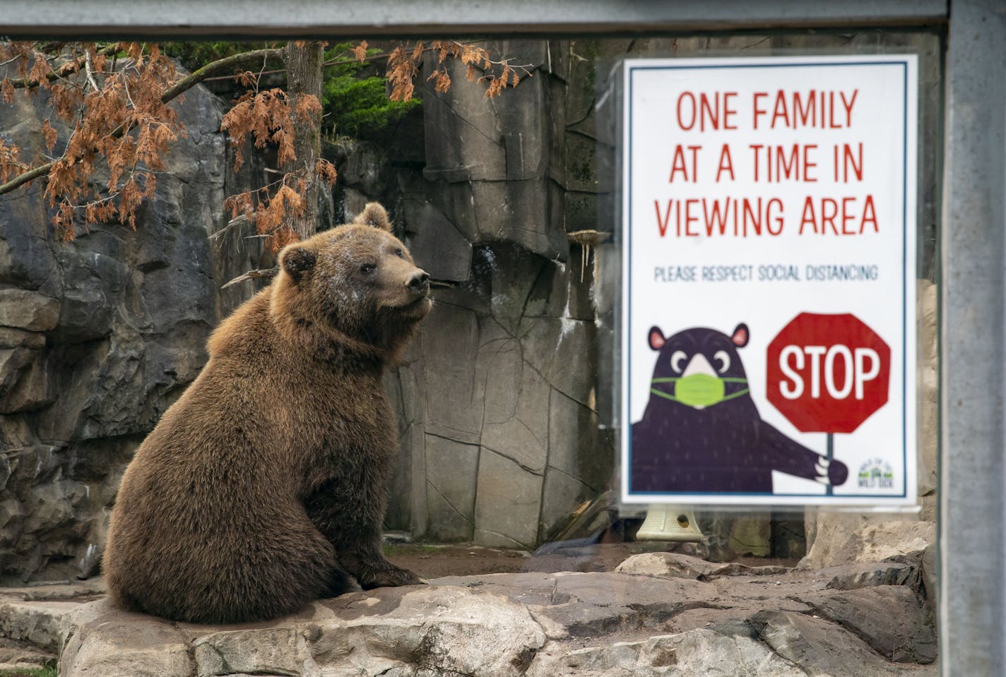 One of Alaskan brown bears currently living at Lake Superior Zoo sat on a rock in it's enclosure on Friday August 14, 2020. ] ALEX KORMANN • alex.kormann@startribune.com Lake Superior Zoo has hired a new CEO, Haley Cope, who has taken over amidst the COVID-19 pandemic during the 97th year of the zoo's existence.