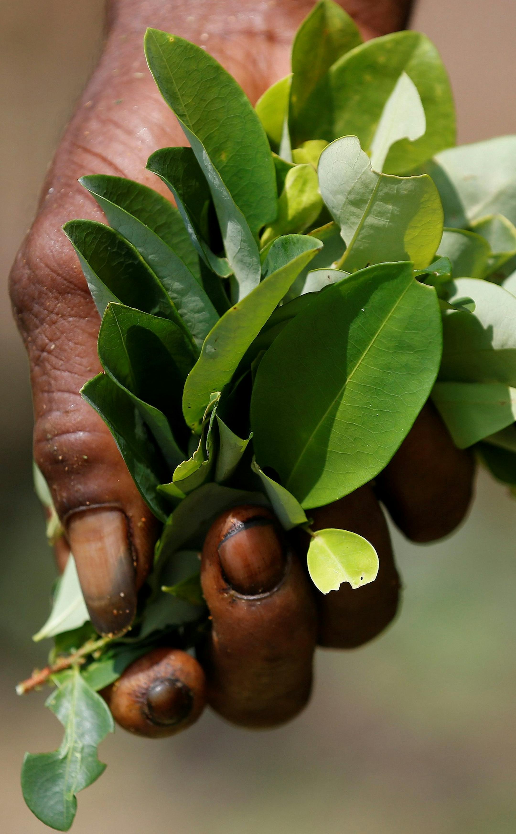 In this March 3, 2017 photo, a coca picker holds a bunch of coca leaves in Puerto Bello, in the southern Colombia's state of Putumayo. Coca cultivation surged last year and now covers more territory than it did when a multibillion U.S.-led eradication campaign began 16 years ago, according to a new survey published Tuesday of illegal crops taken by the U.S. government. (AP Photo/Fernando Vergara) ORG XMIT: XRM103