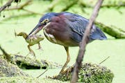 A green heron with its catch. Jim Williams photo