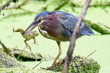 A green heron with its catch. Jim Williams photo