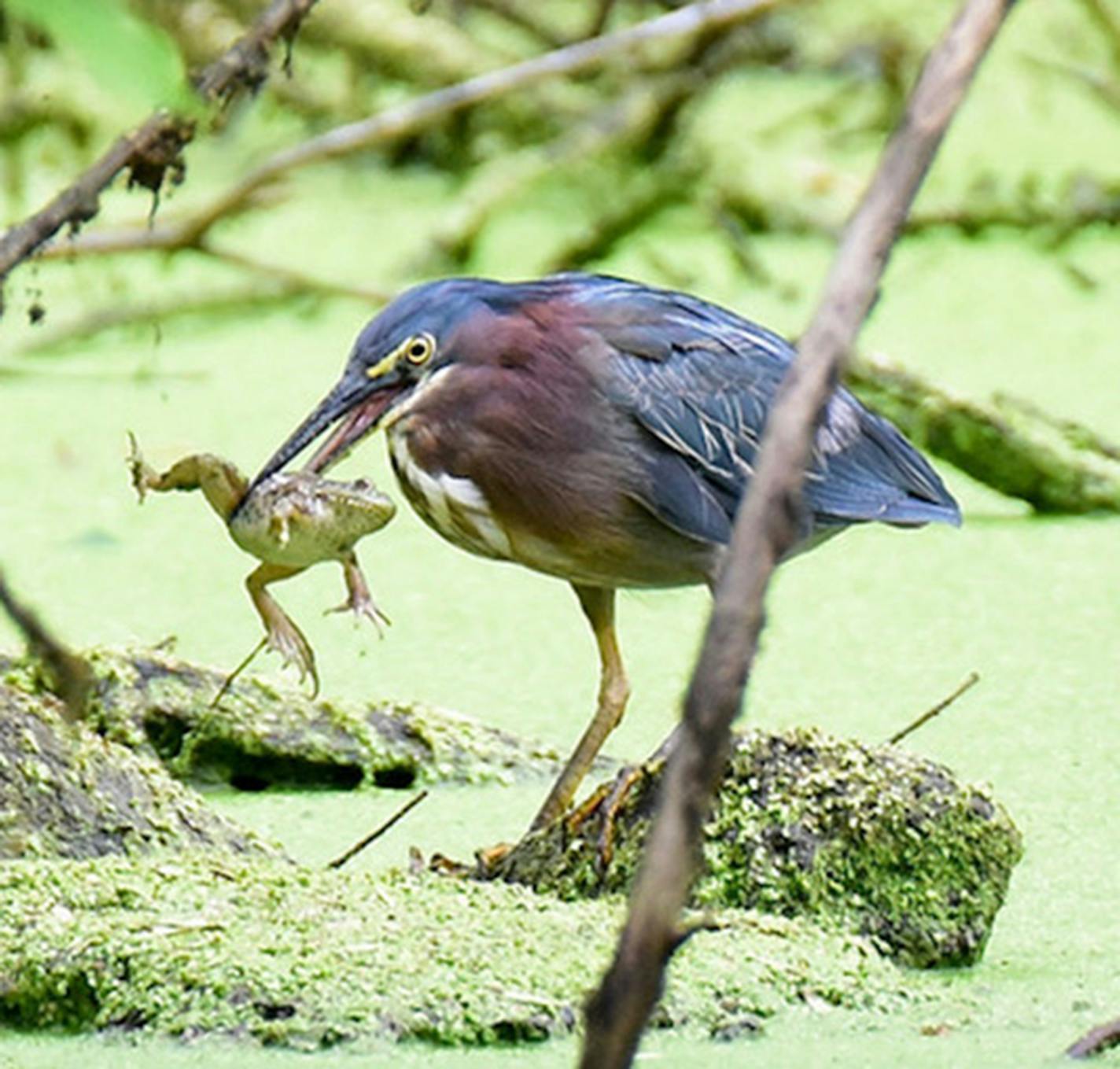 A green heron with its catch. Jim Williams photo